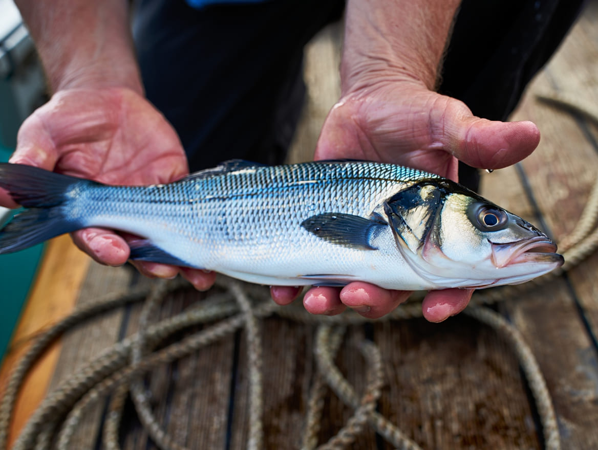 Sea Bass Catch